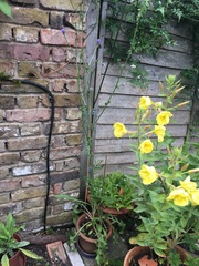 Mystery plant, wild flower maybe?