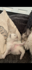 Who wants a live birth thread?