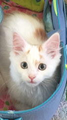 AIBU to think my cat is the cutest !