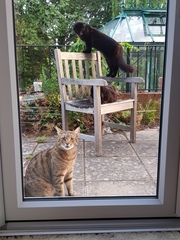 Next door's -thug- cat