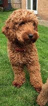 Would you choose a cocker spaniel or a cockapoo?