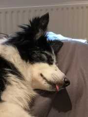 To adopt an 11 year old dog?