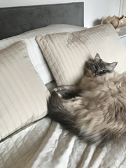 AIBU to think my cat is the cutest !