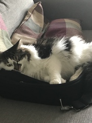 AIBU to think my cat is the cutest !