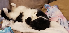 AIBU to think my cat is the cutest !