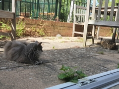 Next door's -thug- cat