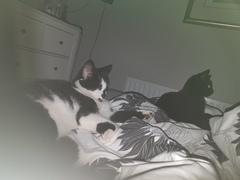 AIBU to think my cat is the cutest !