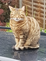 Next door's -thug- cat