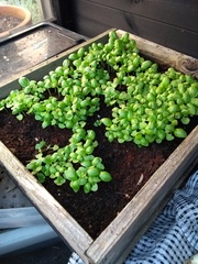 Allotment/Veg Patch Thread 14 ! growing into summer