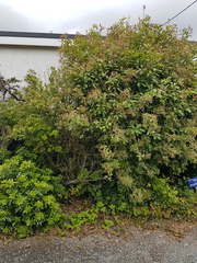 Help me identify our 'bee tree'