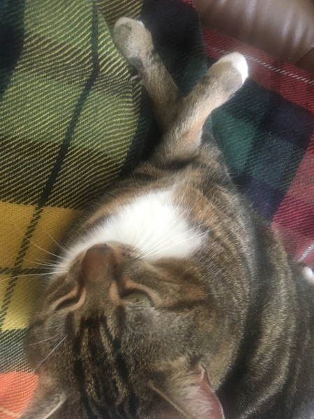 Paws
