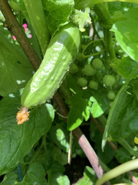 5:2 Thread number 86: Weight loss doesn't begin in the kitchen or the gym; it starts in your head with a decision to go for it !