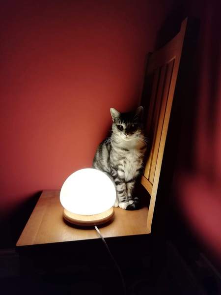 'Adopt don't shop' - tell me about your rescue cats