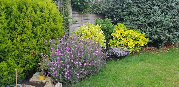 How can I make this flowerbed look better?