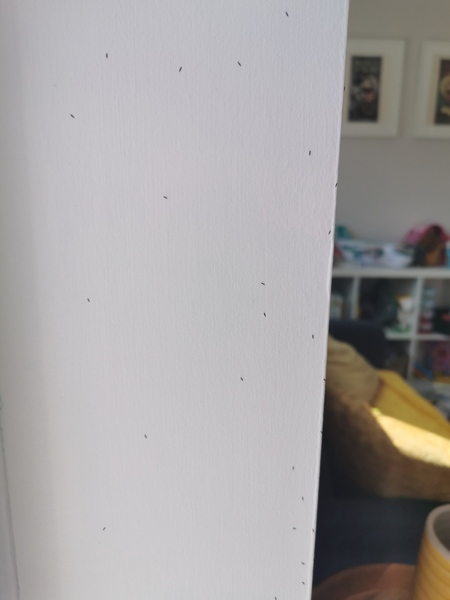 Not AIBU but help!!! House infested.