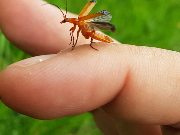 To ask what this insect is?