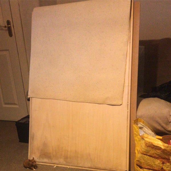 To let my hamster be a house hamster?