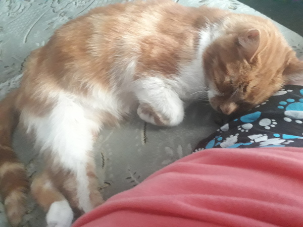 'Adopt don't shop' - tell me about your rescue cats