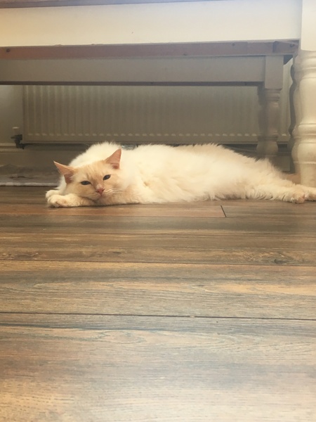 Cats in this heat...