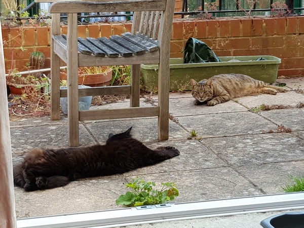 Next door's -thug- cat