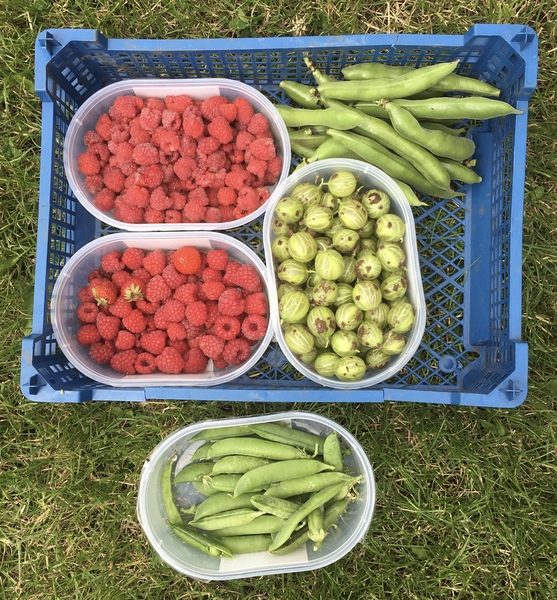 Allotment/Veg Patch Thread 14 ! growing into summer