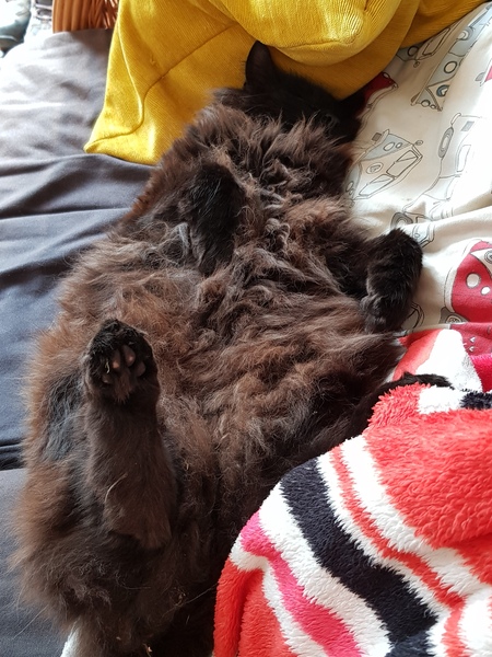 Bloody cats treating the house like a hotel. (lighthearted)