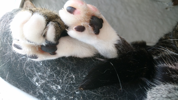 Paws