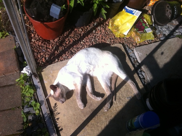 Westminstenders: Long live liberalism