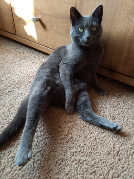 To think I have  very clever cat?