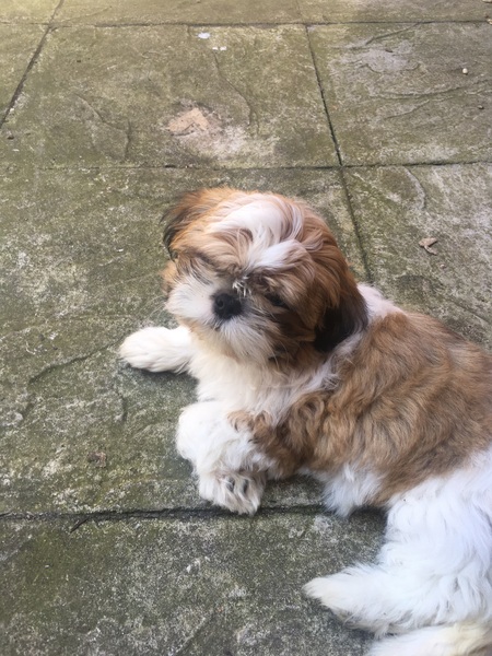 Puppy blues
