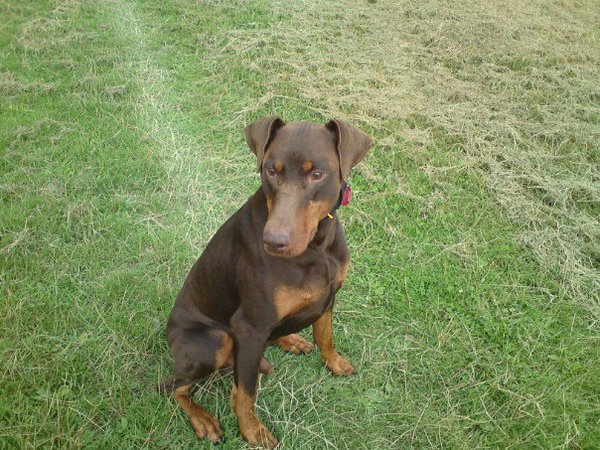 To ask you to help me choose my DOG BREED? Doberman or Boxer
