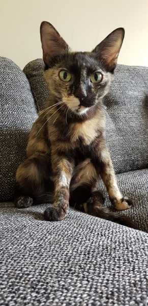 'Adopt don't shop' - tell me about your rescue cats