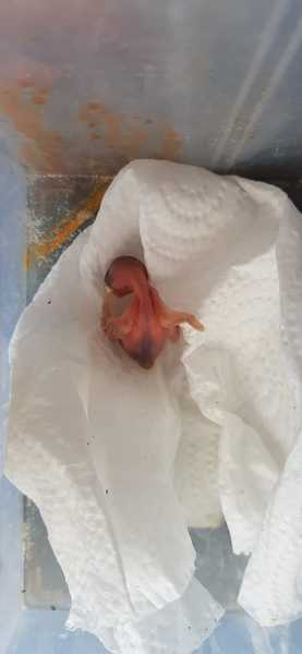 Abandoned baby bird - what to do?