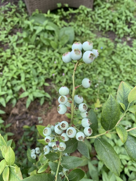 Allotment/Veg Patch Thread 14 ! growing into summer