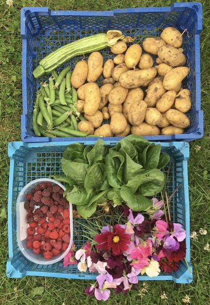 Allotment/Veg Patch Thread 14 ! growing into summer