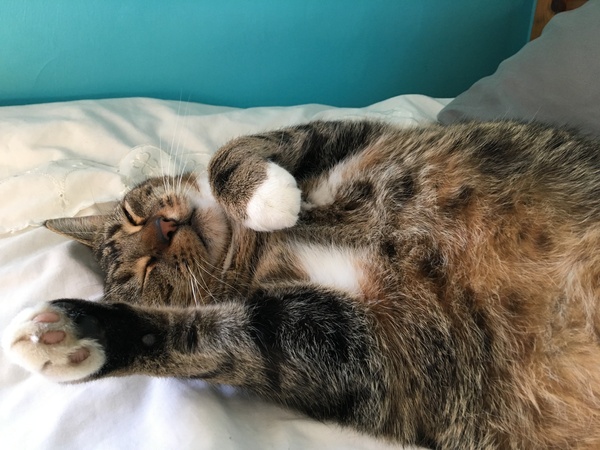 Paws