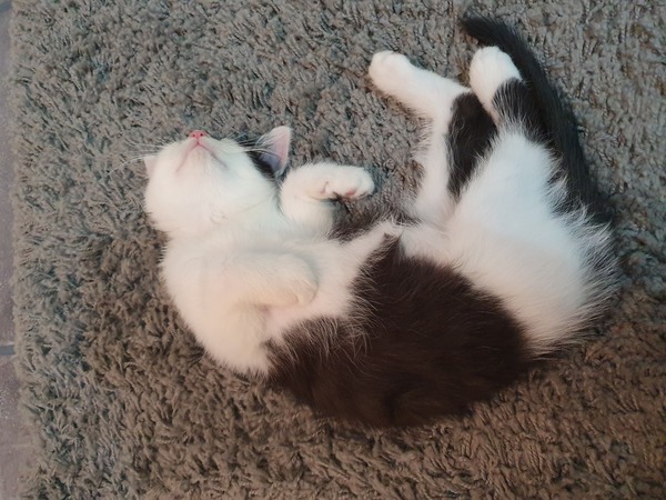 New Kitten Advice