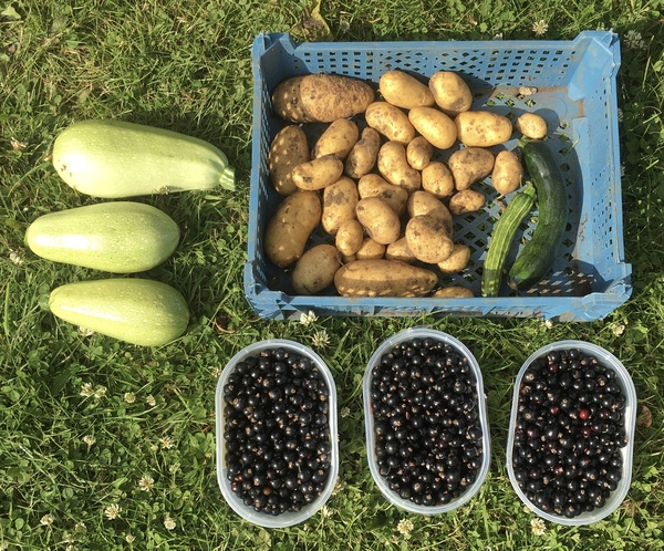 Allotment/Veg Patch Thread 14 ! growing into summer
