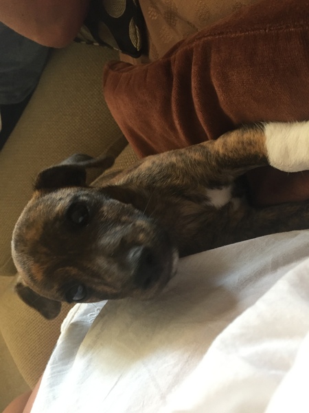 Jack Russell puppy and ds