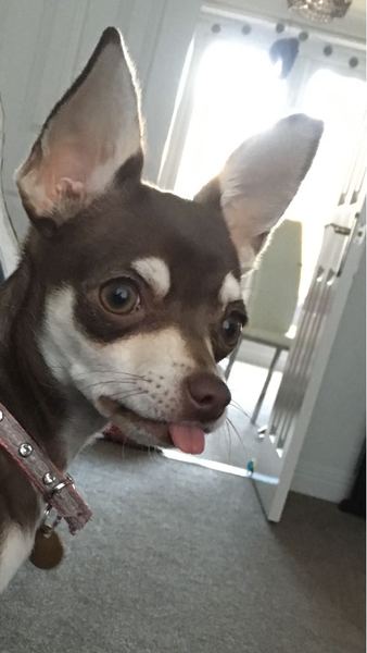 Would you get female dog spayed?