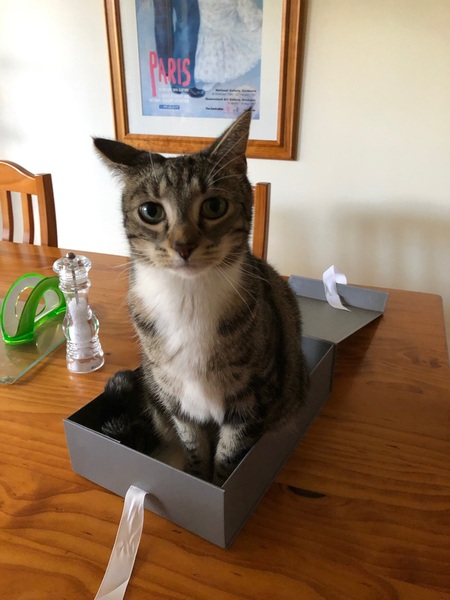 To think the kitchen fruit bowl is not the place for the cat to snooze in!