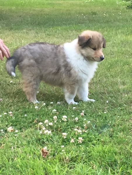 Rough collie or dalmatian - views please!