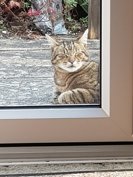 Next door's -thug- cat