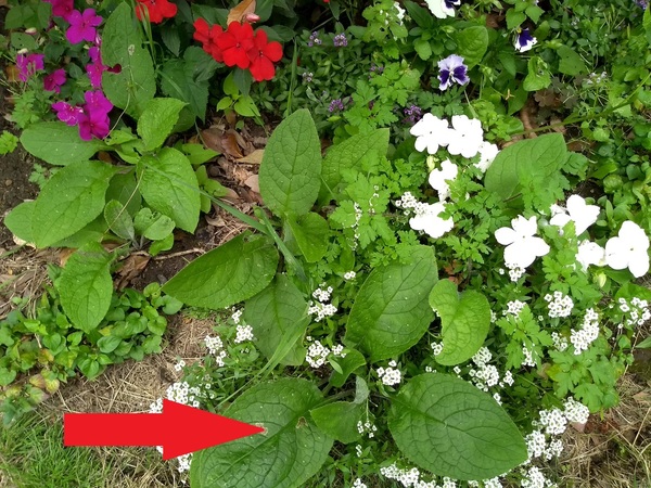 What are these leaves?