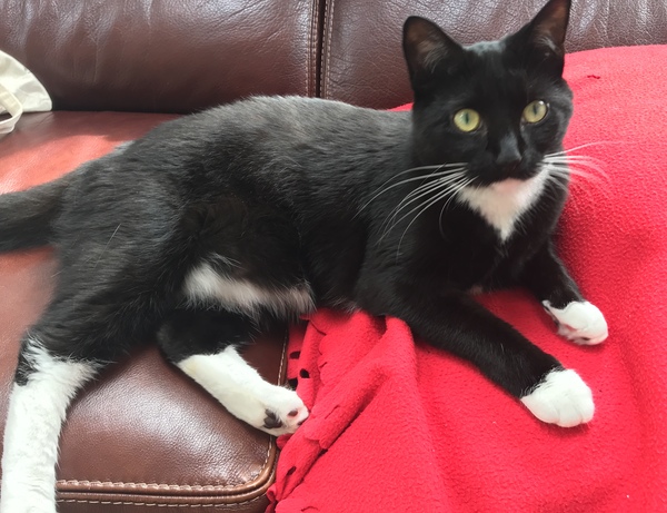 Cat fell out of tree - vets?