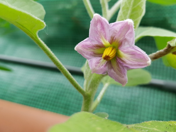 Allotment/Veg Patch Thread 14 ! growing into summer