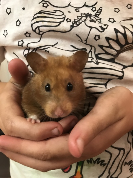 To let my hamster be a house hamster?