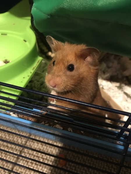 To let my hamster be a house hamster?