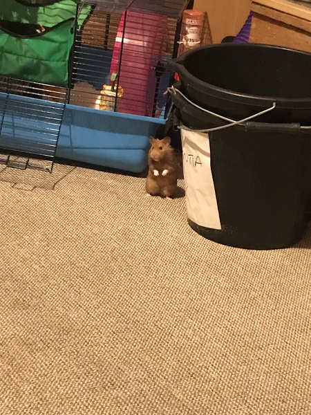 To let my hamster be a house hamster?