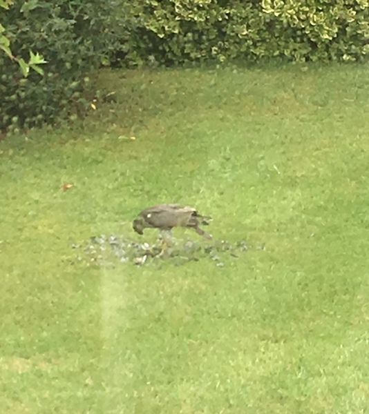 Fat belly? No. Ovarian Cancer Belly (part 3) still going!